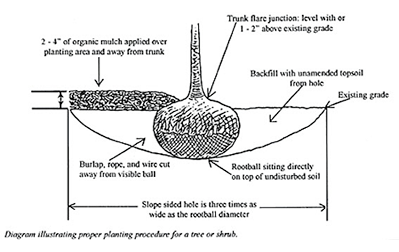Diagram for proper planting procedure for a tree or shrub